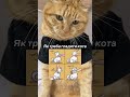 КІТ ЧІПС ТА ВКАЗІВКИ😉 cat кот catlover funny cute котики приколы сміх жарт гумор