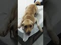 వీడు ఆల్లరి ఆటగాడు కోతి చేష్టల రాక్సీ roxy dog vennapusa labrador