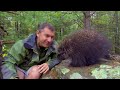 quills a porcupine s greatest defense wild kratts