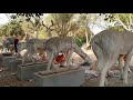 បូកកំបោរ cambodian buddhist monk polish cement វត្តខ្លាគ្រហឹម 20 3 2020 🇰🇭