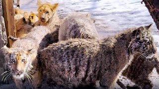 КОШМАР и УЖАС! Что СЛУЧИЛОСЬ с Капучино? Весна НЕ ЩАДИТ ни кого - ни львят, ни тигрят!