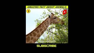 [ Amazing fact about Animals ] Amazing facts in Hindi #shorts #viral #trending #kgfchapter3
