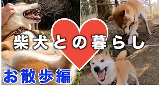 【柴犬と独身男の暮らし】柴犬を飼う結婚出来ない独身男と柴犬の散歩風景