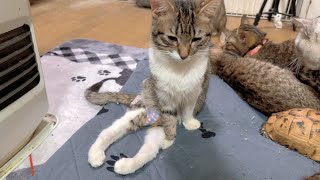 ヒーター前でグラビアポーズになっちゃう猫