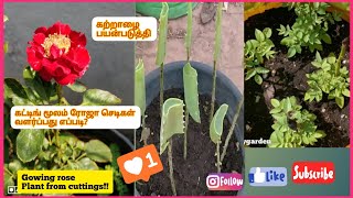 ரோஜா செடி கட்டிங் மூலம் வளர்ப்பது எப்படி? 100 % வெற்றி..! || Growing rose plant from cuttings!!