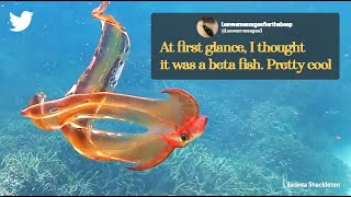 Rare blanket octopus spotted after 20 years in Australia