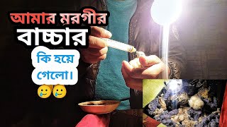 মুরগির বাচ্চা হঠাৎ অসুস্থ? কারণ ও সমাধান জানুন! | শখের মুরগী |