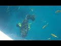 handfeeding a huge 500lb queensland grouper.