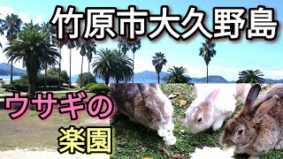 【うさぎ島観光】竹原市の大久野島に行ってみた🐇🐇