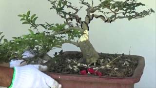 Bonsai Tutorials for Beginners: How to Make Bonsai Trunk Look Fatter Bonsai Tutorials for Beginners: How to Make Bonsai Trunk Look Fatter