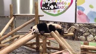 🐼PANDA LIVE🐼 お母さんがいなくなってからずーっと寝てる彩浜🌈なう #2019年9月27日