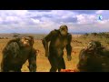 how did humans evolve from apes वानरों से मनुष्य का विकास कैसे हुआ discovery of human evolution