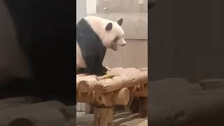 【カワイさ200%】シャンシャン、下をペロッ\u0026あくび～This female Giant panda's action is cute.