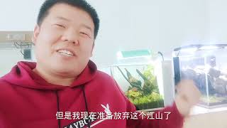 又把鱼缸景观改了，姜山已经崩塌，这次做莫斯树能成功吗？