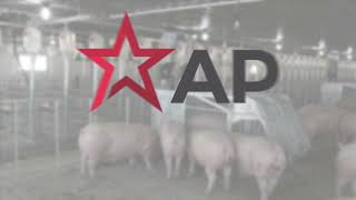 AP Swine’s Gestation Sow Feeder Overview