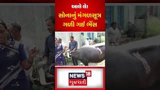 Maharashtra : આલે લે! સોનાનું મંગળસૂત્ર ગળી ગઈ ભેંસ  | Buffalo | Gujarati News | N18S #shorts