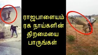 ராஜபாளையம் ரக நாய்களின் திறமையை பாருங்கள் | Highest Jumping Dog | IN4NET