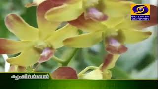 മട്ടുപ്പാവിൽ ഒരു പുഷ്‌പോത്സവം  Success story of a Orchid Farmer