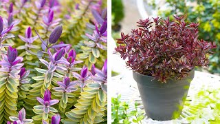 How to Plant Hebe: Evergreen Planting Guide