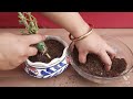 joint 2 adenium seedlings