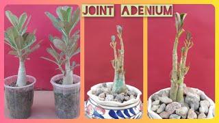 JOINT 2 ADENIUM SEEDLINGS