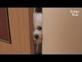 *shook* Wifey Dog Just Witnessed Her Unfaithful Hubby Dog's Affair.. | Kritter Klub