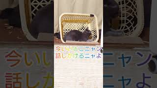 テレビを見て動揺する子猫📺🐈 Upset kitten watching TV.