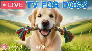 🔴24 Hours of Dog TV🎵🐶Calming Music for Dog Sleep🐾🩷Soothing Music to Ease Dog Stress & Anxiety