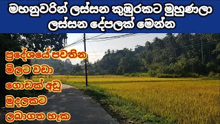 මහනුවර නිදහසේ ඉන්න සුපිරිම නිදහස් තැනක් කුබුරක් ලග | Land for sale in Sri Lanka | Kandy Property