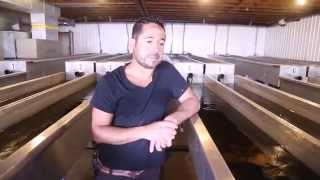 Ontario Aquaculture - Early Rearing