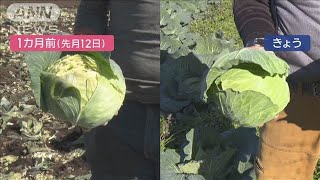 カラカラで異変 旬の野菜ピンチ　東京で6日連続「乾燥注意報」【スーパーJチャンネル】(2024年12月12日)