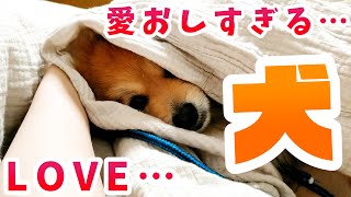 一緒の布団で寝るタイプの犬【ポメラニアン】