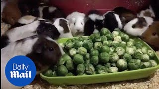 So Cute! Guinea Pigs Eat Sprouts