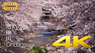 [Sakura] Ondagawa - Tokyo - 恩田川 - 4K Cinematic