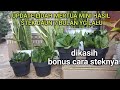 UPDATE LIDAH MERTUA MINI HASIL PERKEMBANGBIAKAN DENGAN STEK DAUN