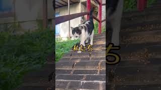 仲良し夫婦猫ハスちゃんとブッチー#shorts#猫