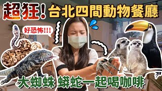 開箱 台北搭捷運就能到 四間動物餐廳 ｜貓奴必去 的療癒咖啡館，獅子王裡的狐獴丁滿、大嘴鳥零距離互動，巨大蟒蛇、毛蜘蛛陪吃飯！ #時刻旅行出任務 #時刻旅行