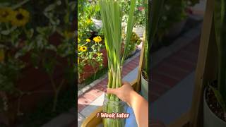 Growing lemongrass from Store bought!