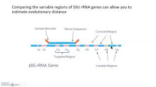Microbial evolution and phylogenetic trees