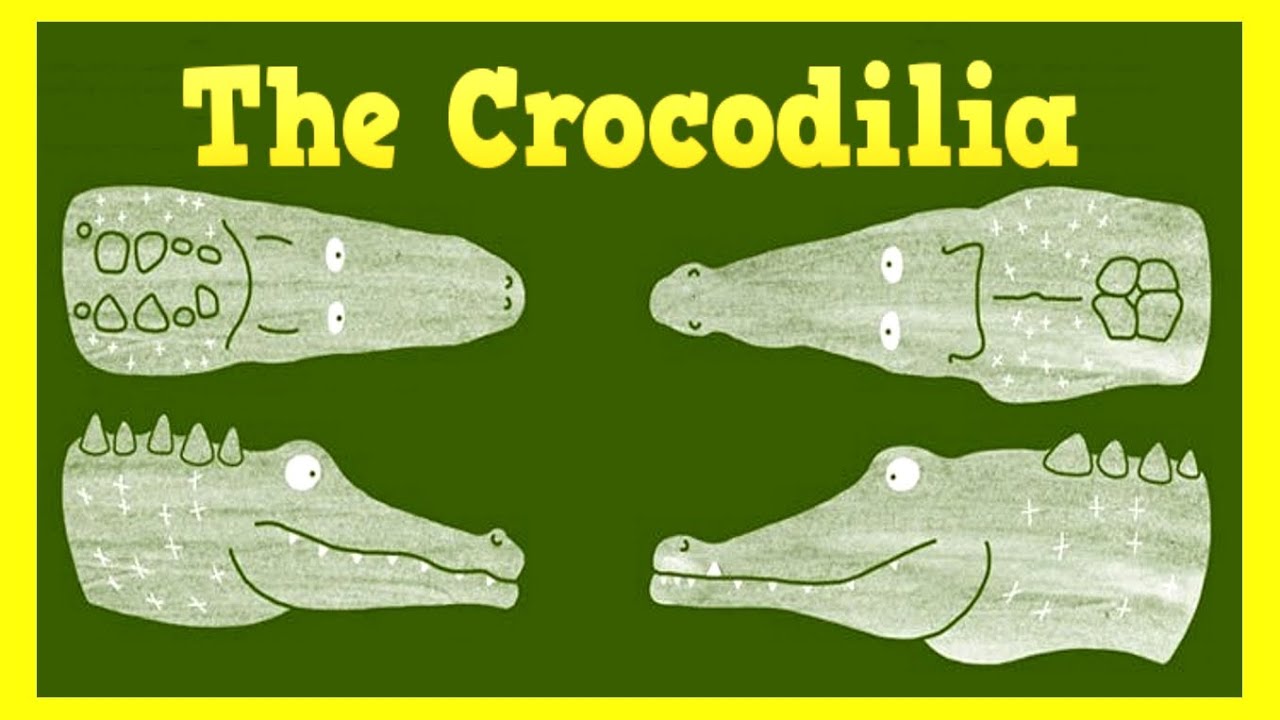 The Differences Between Crocodiles And Alligators. - YouTube