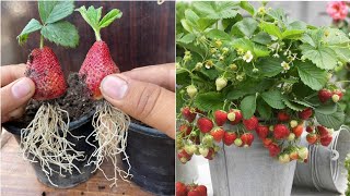 New idea ! Growing Strawberries With Aloe Vera | how to grow strawberry