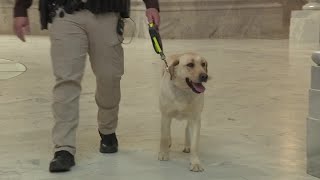 Meet Ralph, the Utah State Capitol's new bomb-sniffing dog