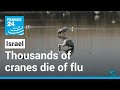 Thousands of cranes die of bird flu in Israel's worst wildlife disaster • FRANCE 24 English