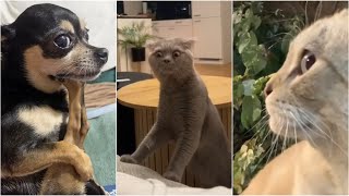 Bombastic side eye (animal edition) TikTok compilation