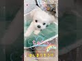 【ちょーだい】早くくだしゃい！チワマルアッシュ！ shorts dog 犬 癒し