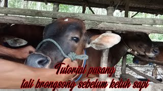 Tutorial Pasang Brongsong Sebelum Keluh Sapi,  Sapi Liar, Galak Gak Masalah