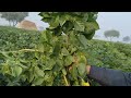 zena red potato detail in field ansar khan baloch