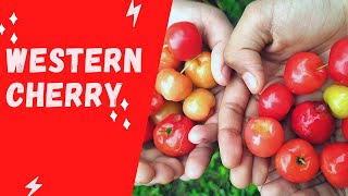 WESTERN CHERRY🍒ഞങ്ങളുടെ വീട്ടിൽ ഉണ്ടായ ചെറി (AZMIN TWIN'S WORLD)