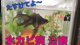 【闘病日記】②水カビ病の金魚を救いたい！！【金魚水カビ病】