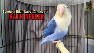 LOVEBIRD NGETIK SAMBUNG NGEKEK untuk PANCINGAN LOVEBIRD FIGHTER agar jadi LOVEBIRD NGEKEK GACOR